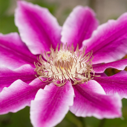 clematis_4