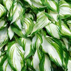 hosta_4