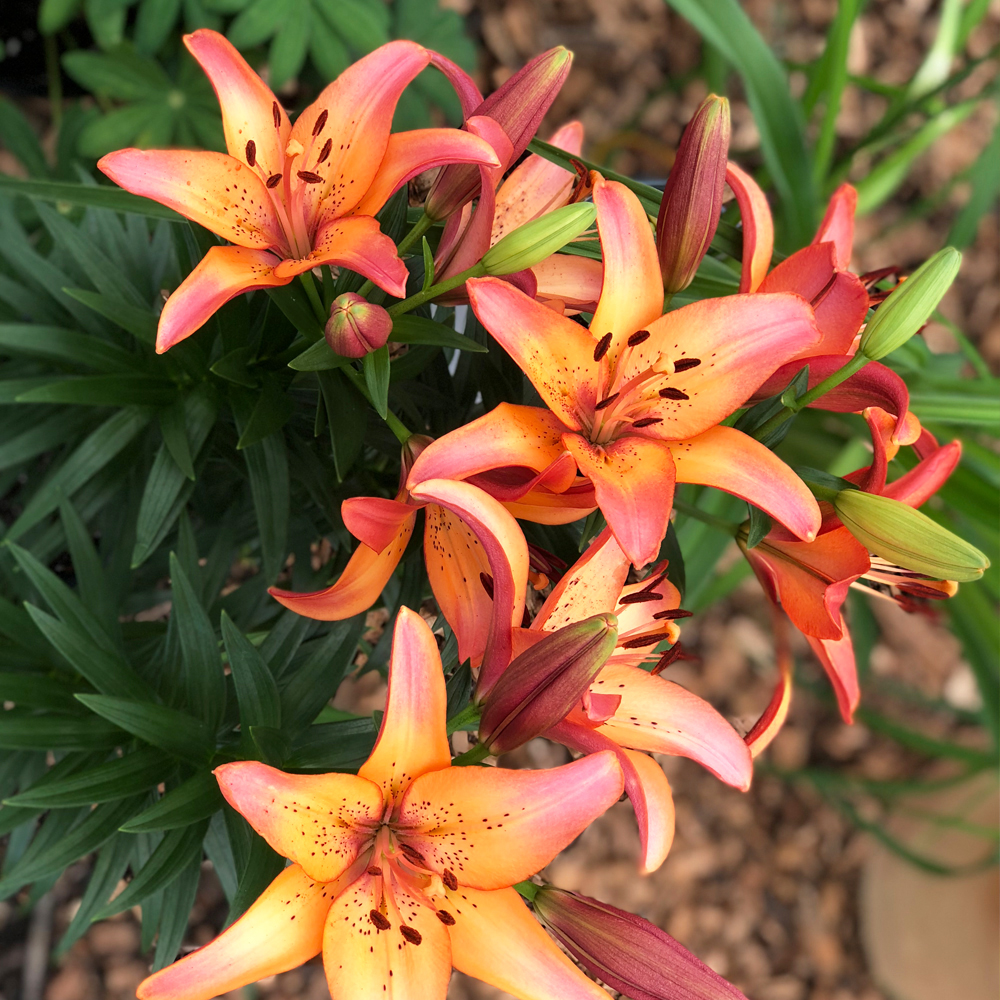 Hybrid Lilies