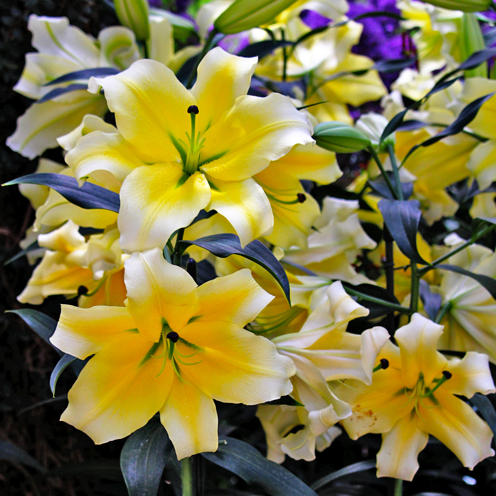 Hybrid Lilies